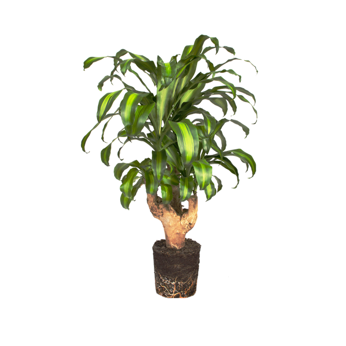 Dracaena fragrans